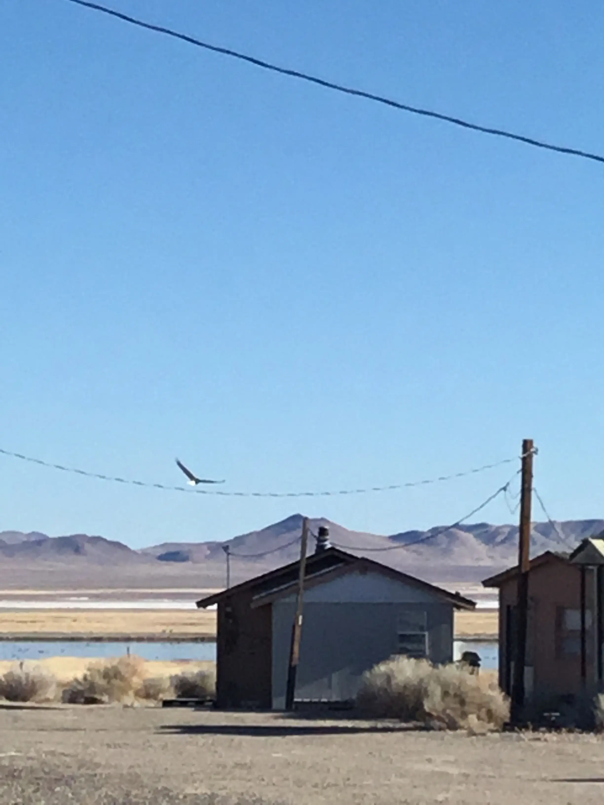 Honker Ranch landscape with hawk