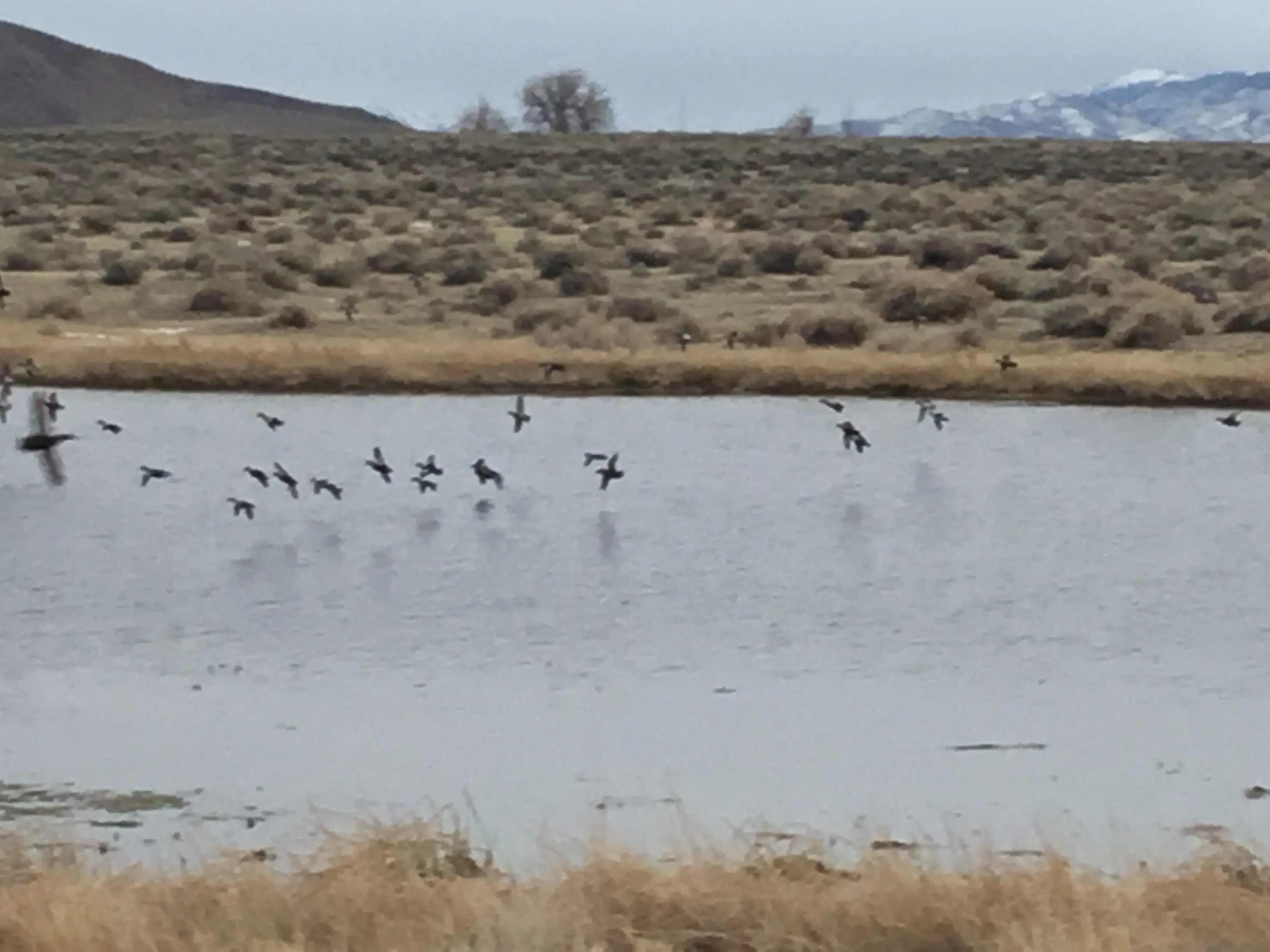 Honker Ranch landscape with flock of geese over water